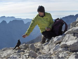 Roy feeding Alpine Chough